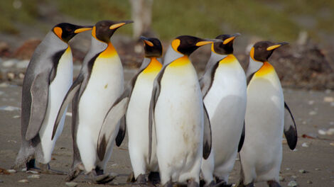 S1E004 The Far South