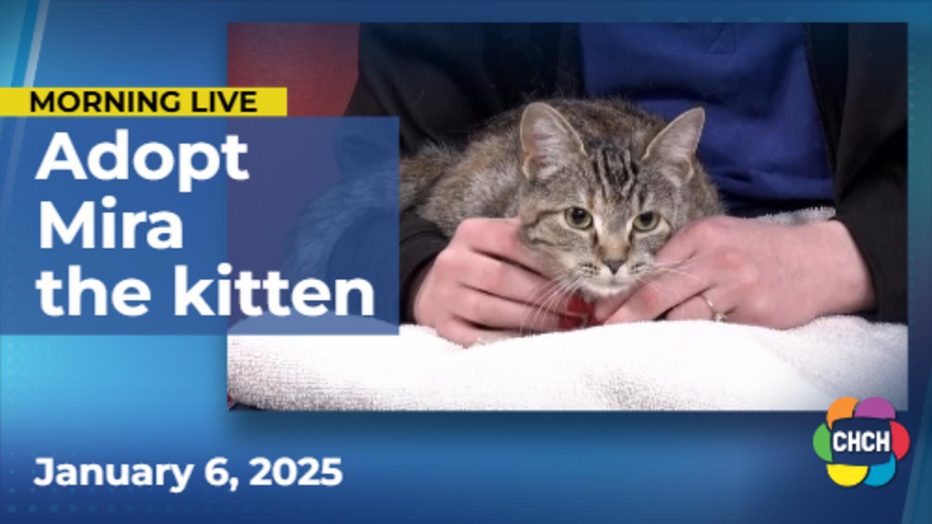 Meet Mira, who is up for adoption at the Oakville & Milton Humane Society