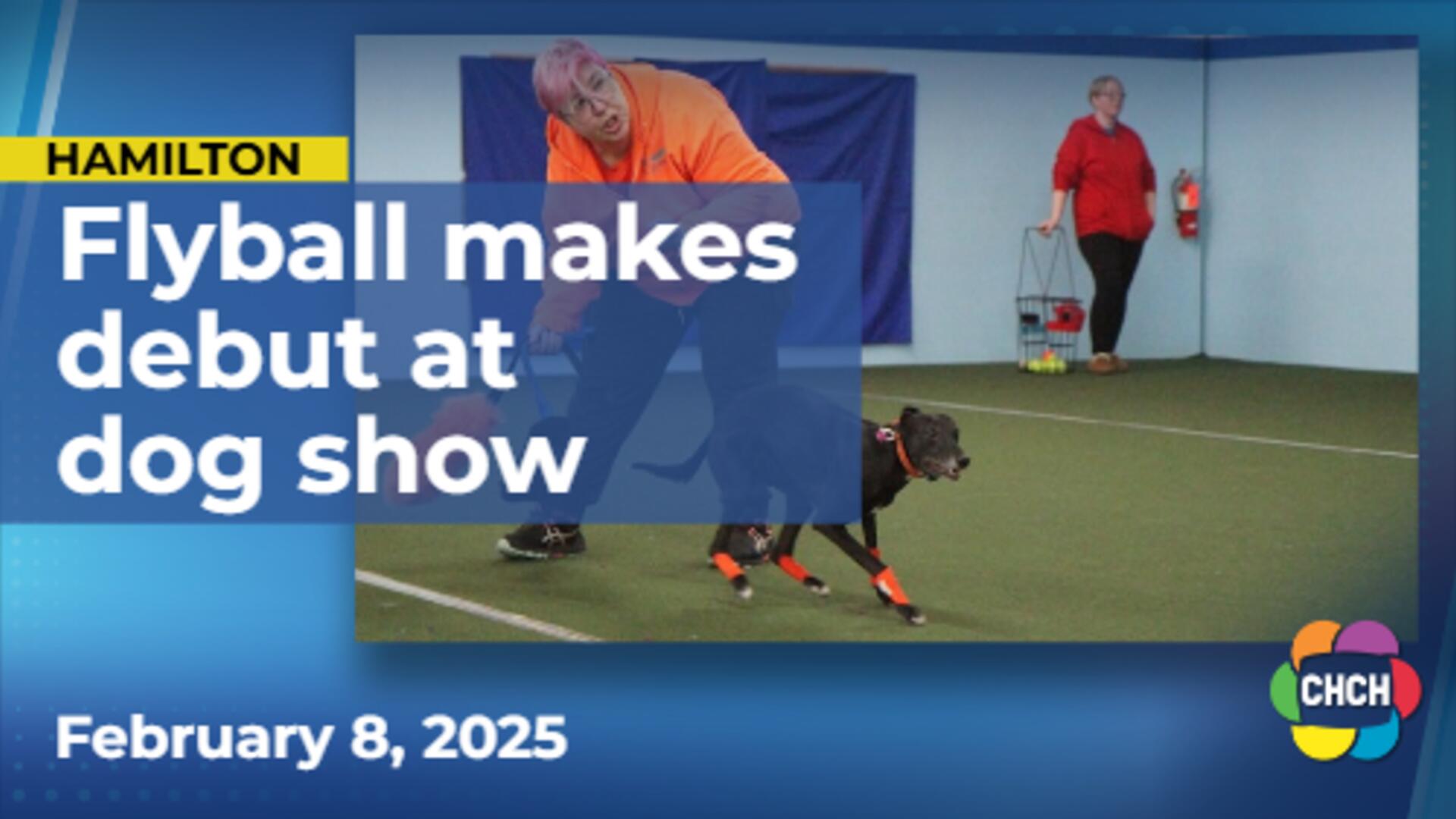 Flyball makes debut at historic Westminster dog show