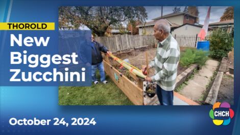 Thorold residents team up to squash largest Zucchini record