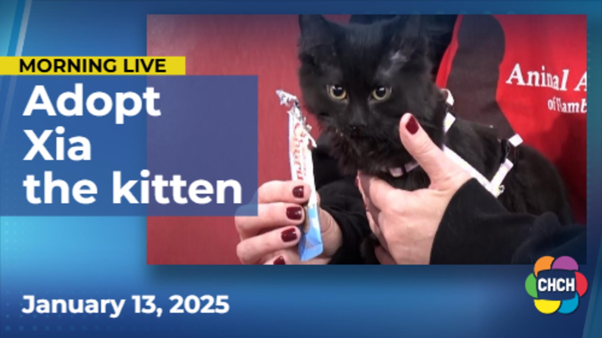 Meet Xia, who is up for adoption at Animal Adoptions of Flamborough