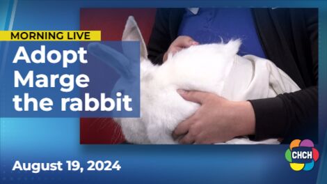 Meet Marge, who is up for adoption at the Oakville & Milton Humane Society