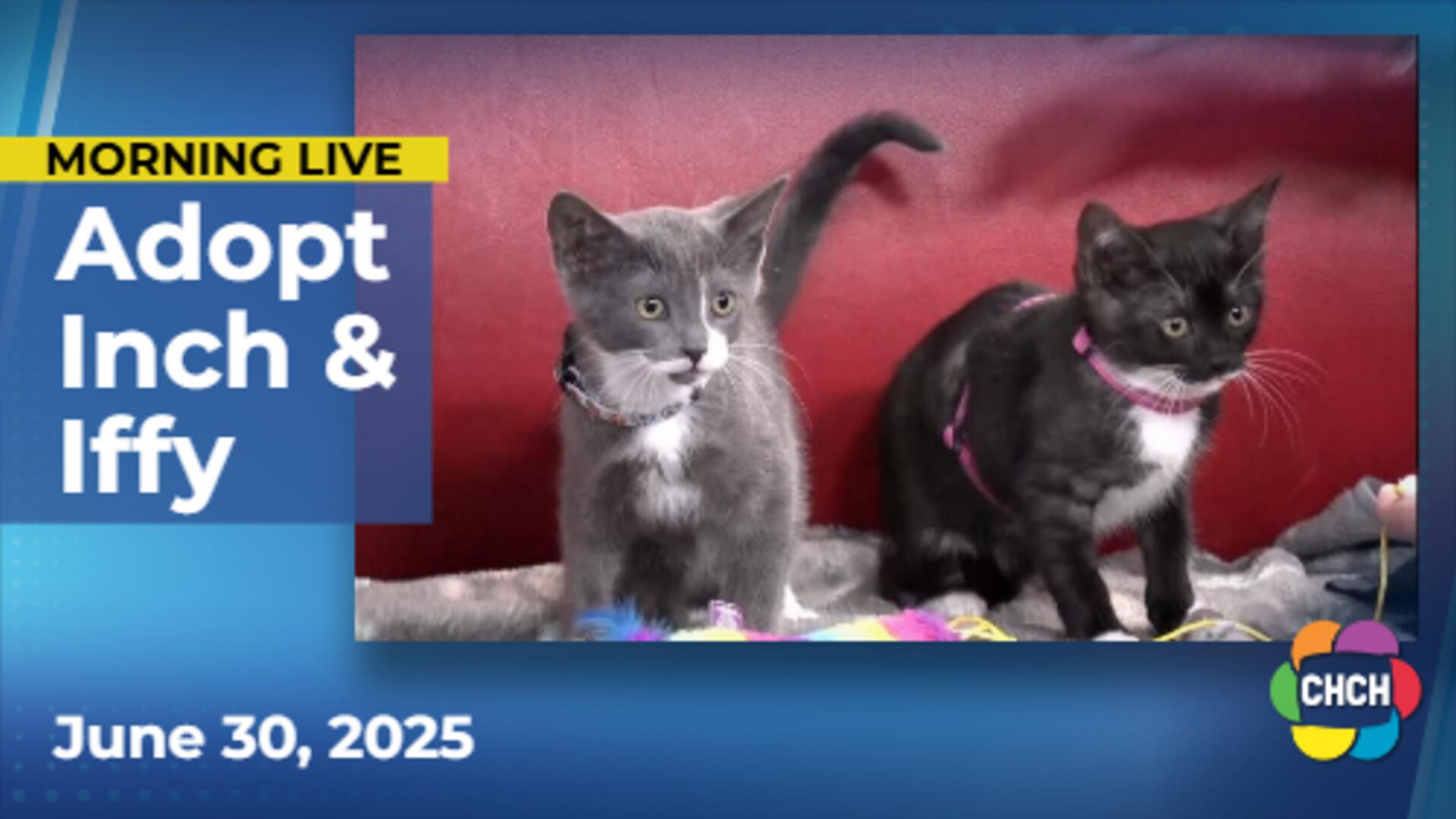 Meet Inch & Iffy who are up for adoption at Animal Adoptions of Flamborough