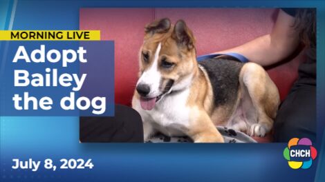 Meet Bailey, who is up for adoption at Hamilton/Burlington SPCA