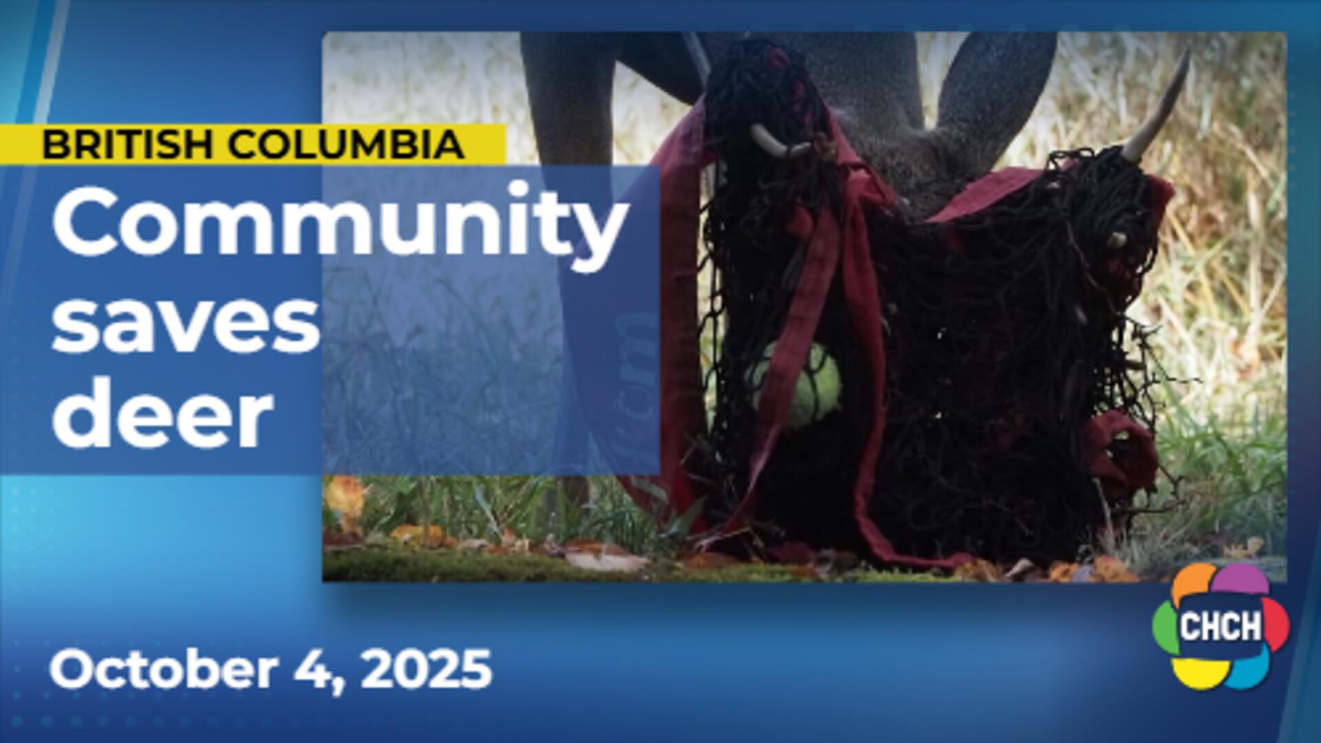 Deer saved after getting tangled in tennis net