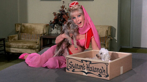 S5E018 Mrs. Djinn-Djinn