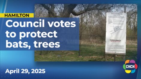 Developer proposal to cut down 300-year-old trees to build Ancaster subdivision gets shot down