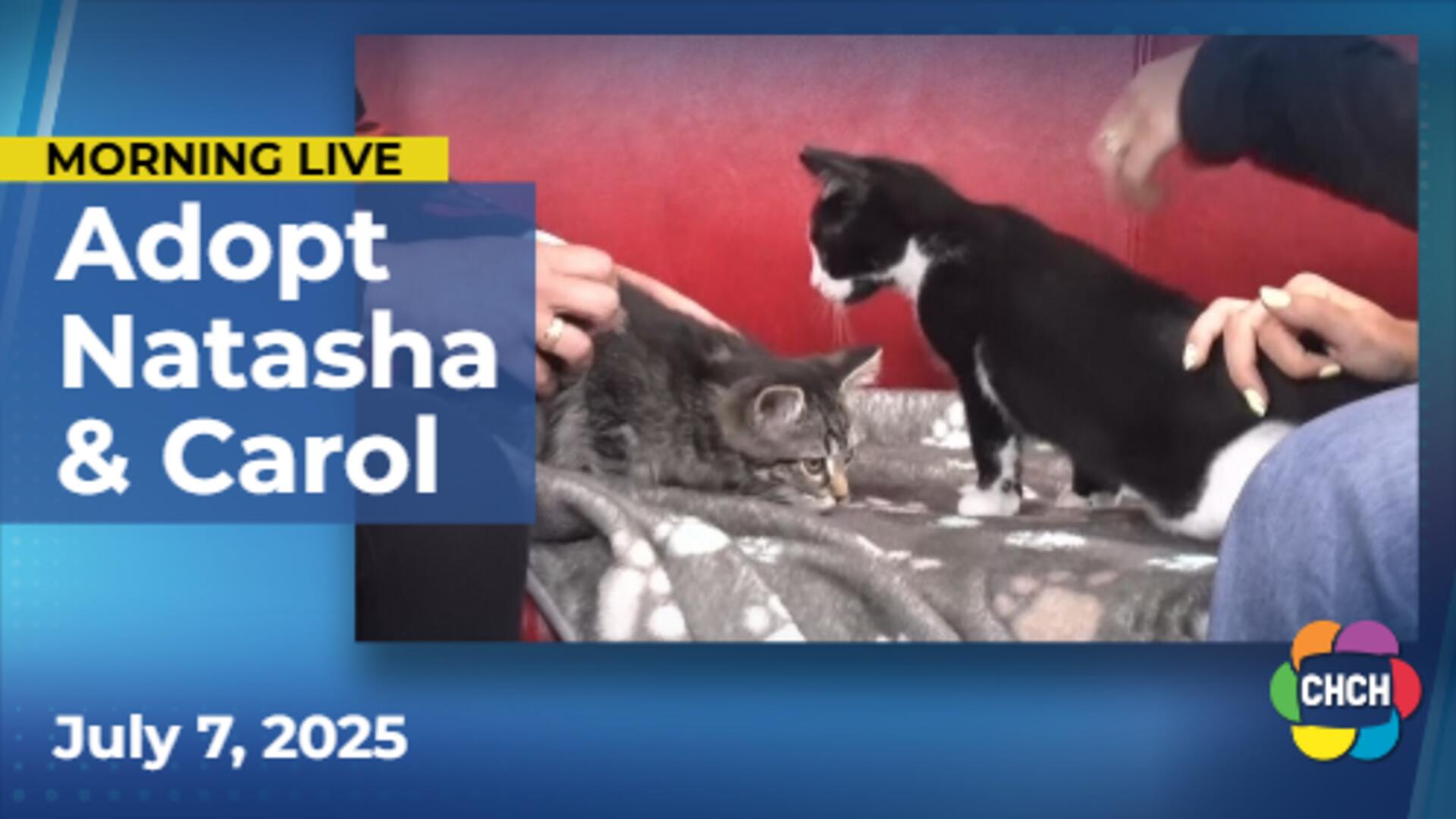 Meet Natasha & Carol, who are up for adoption at the Hamilton/Burlington SPCA