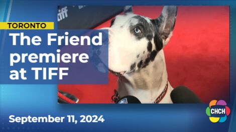 Bing, the Great Dane steals the show at 'The Friend' TIFF premiere