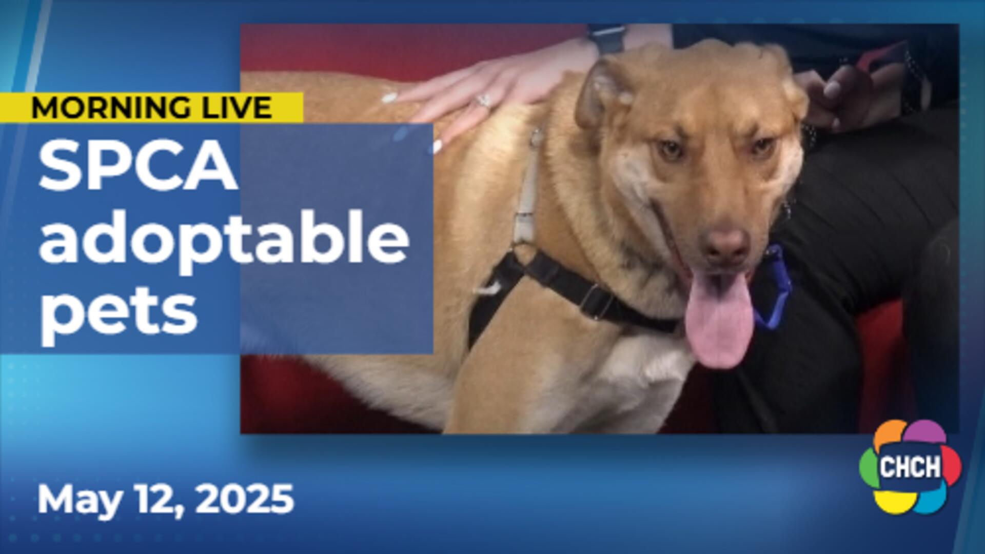 Meet Willie, who is up for adoption at the Hamilton/Burlington SPCA