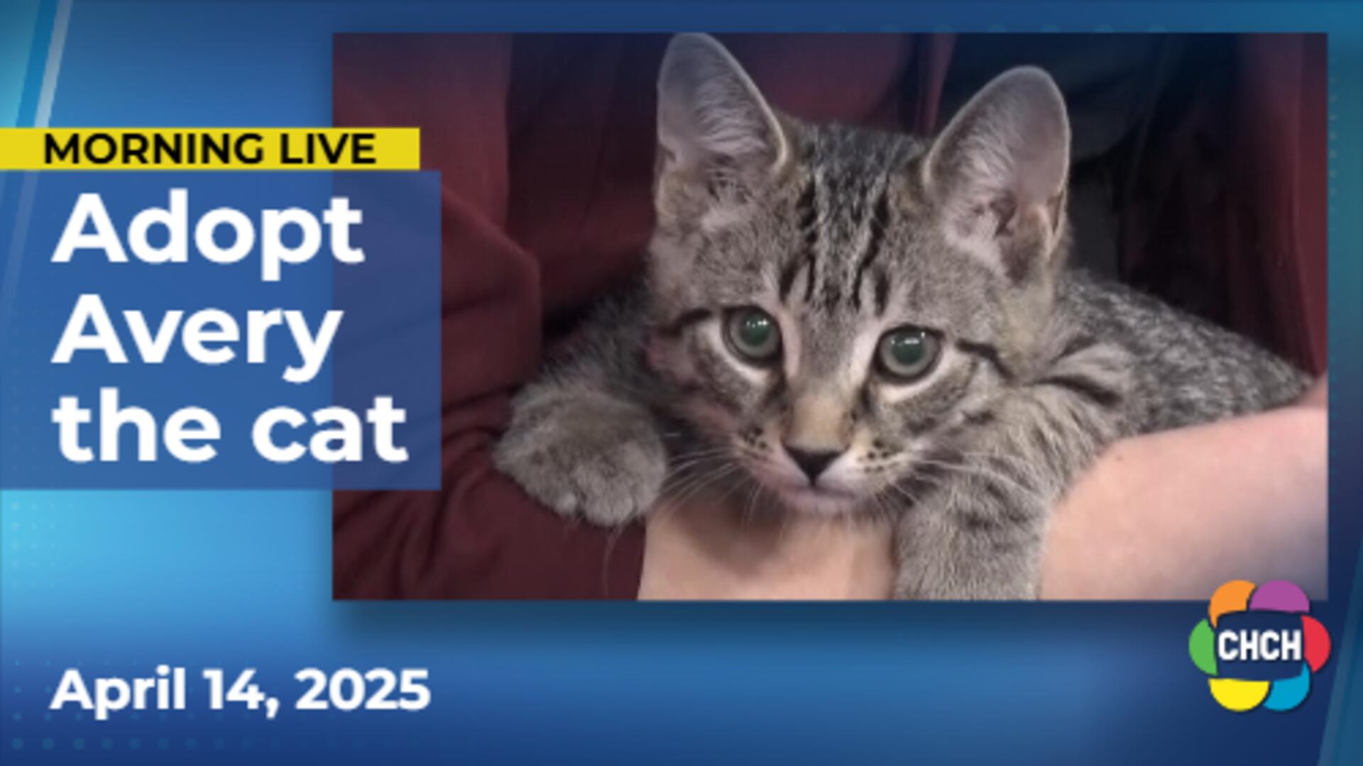 Meet Avery, who is up for adoption at Animal Adoptions of Flamborough