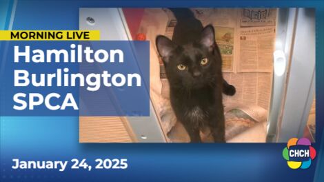 Checking in on the animals at the Hamilton/Burlington SPCA