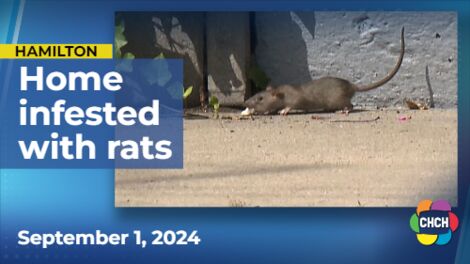 Family home invaded with rats in east Hamilton neighbourhood