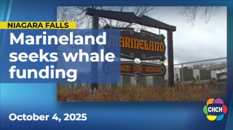 Marineland seeks federal aid for whales amid export permit denial