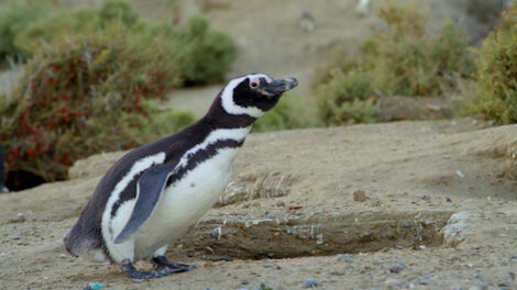 S1E001 The Desert Coast