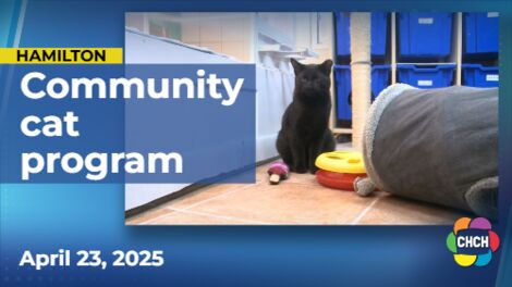 Hamilton SPCA expanding cat program with more feline care initiatives