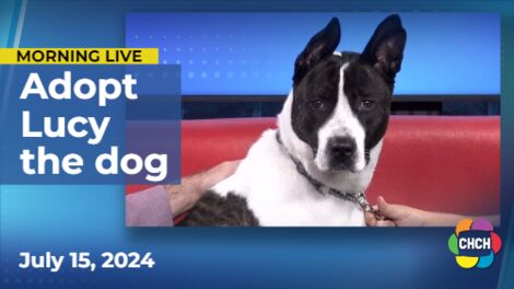 Meet Lucy, who is up for adoption at the Humane Society of Greater Niagara