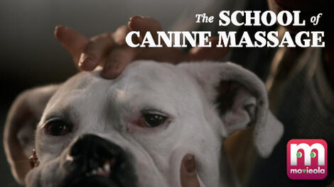 The School of Canine Massage