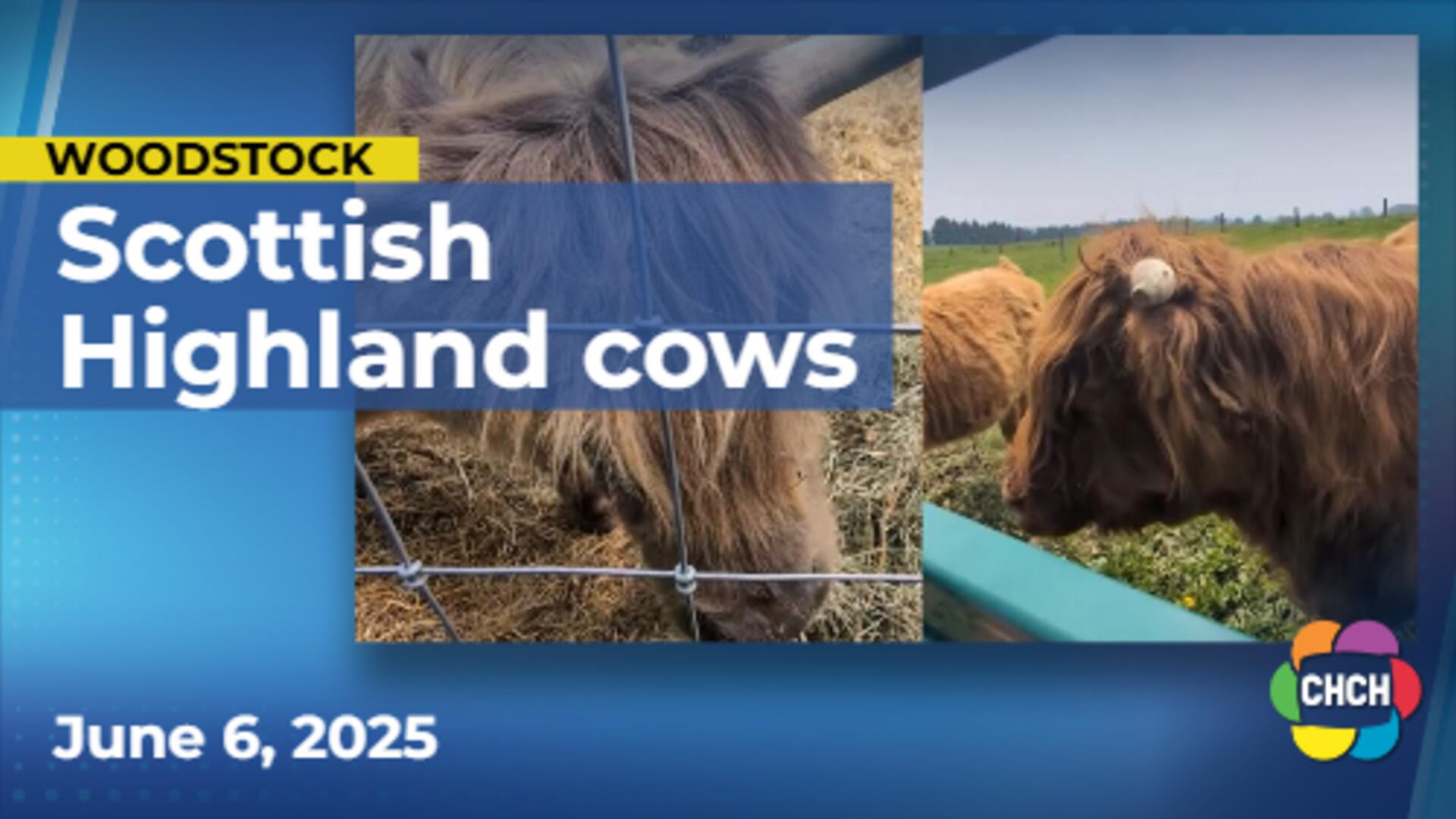 ‘Udderly’ adorable wedding as Highland cows marry in Woodstock