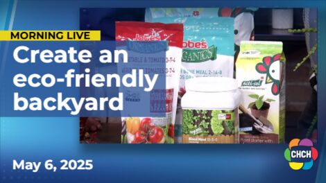 4 ways to create an eco-friendly backyard