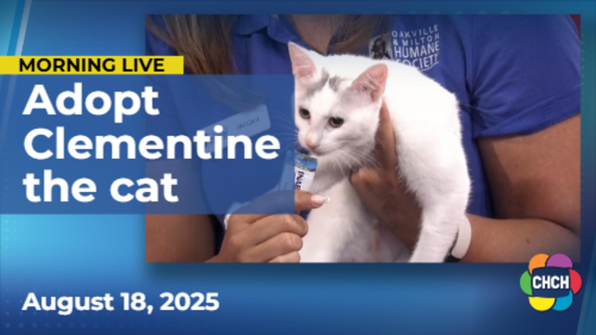 Meet Clementine, who is up for adoption at the Oakville & Milton Humane Society