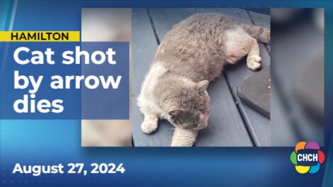 Cat shot with arrow in North-Hamilton neighbourhood dies post-surgery