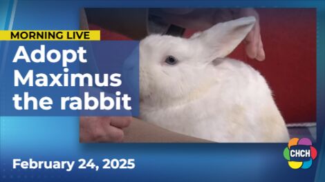 Hop on in for this week's adoptable pets