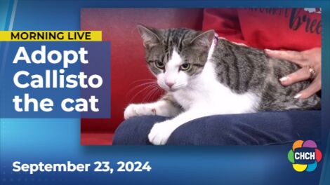 Meet Callisto, who is up for adoption at Animal Adoptions of Flamborough