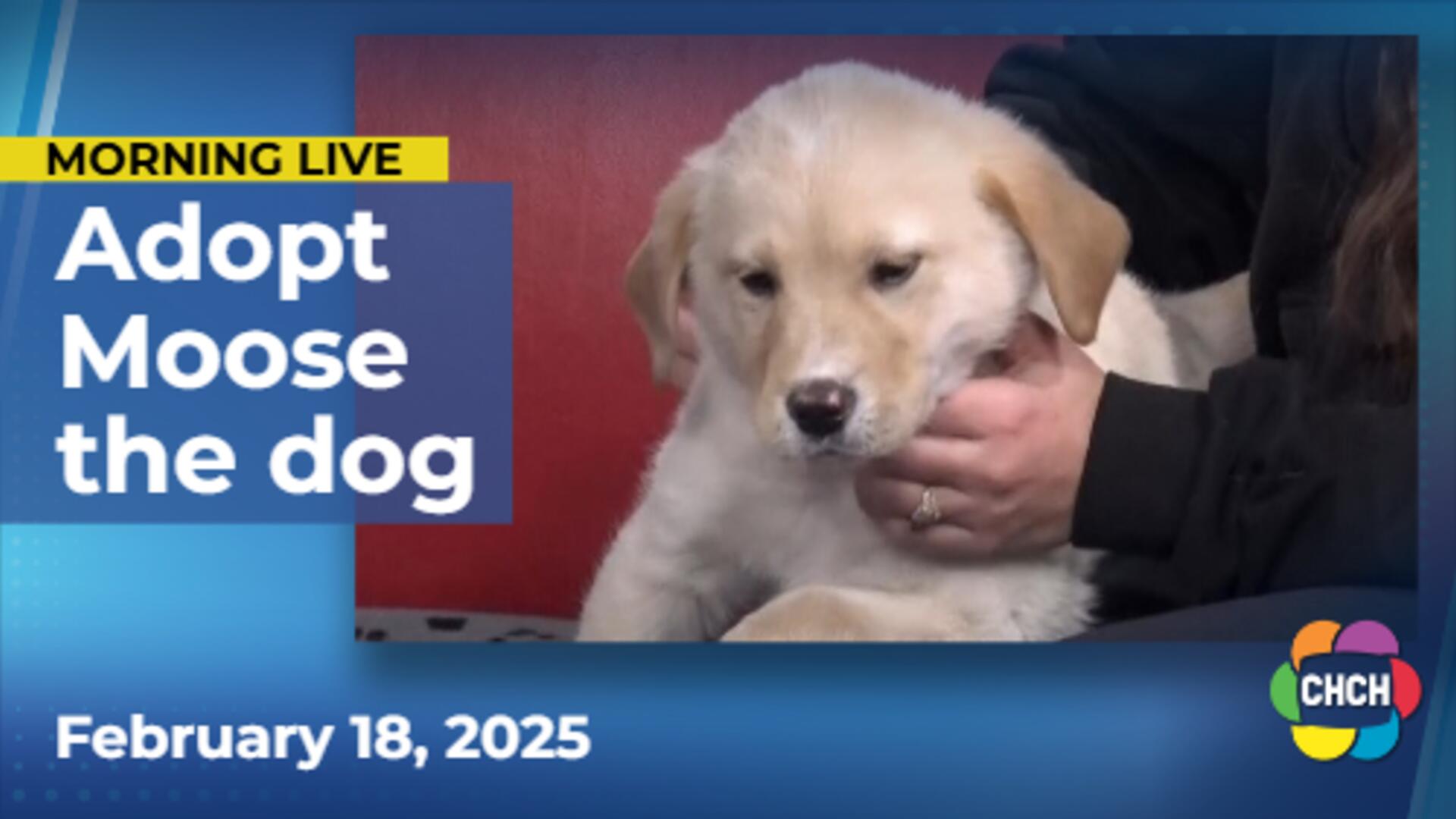 Meet Moose, who is up for adoption at Hamilton/Burlington SPCA