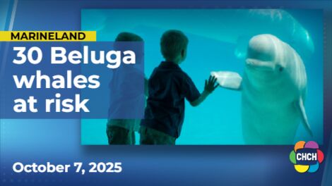 The fate of Marineland’s 30 beluga whales remains uncertain