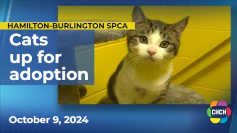 39 'ice cream' cats and kittens up for adoption at the SPCA