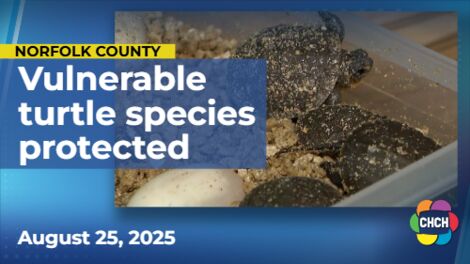 Long Point Hatchery protecting vulnerable turtle species during hatching season