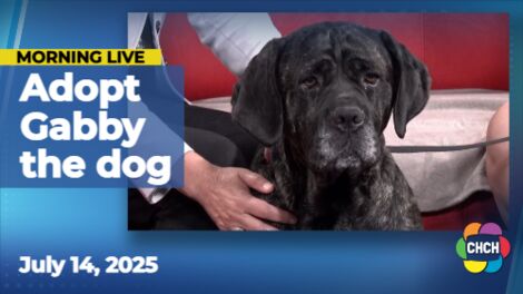 Meet Gabby, who is up for adoption at the Humane Society of Greater Niagara