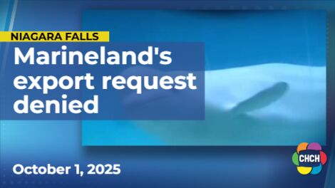 Ottawa denies Marineland request to export 30 beluga whales to China