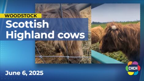 ‘Udderly’ adorable wedding as Highland cows marry in Woodstock