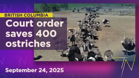 Supreme Court orders stay of BC ostrich farm saving 400 birds from culling