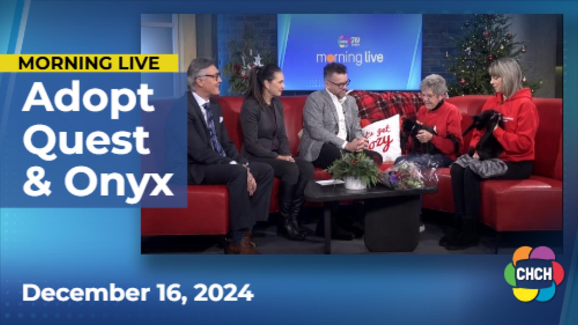 Meet Quest & Onyx, who are up for adoption at Animal Adoptions of Flamborough