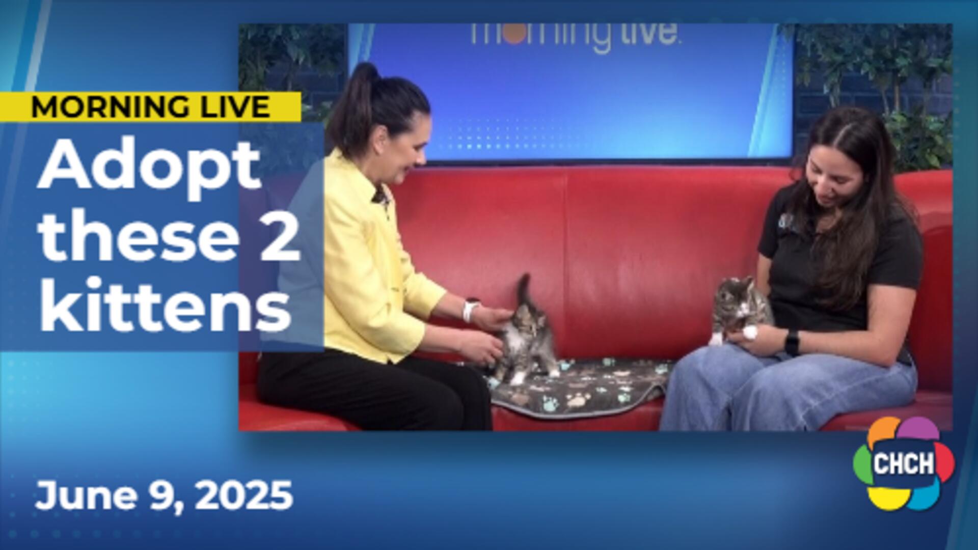 These cute kittens are ready for their fur-ever home