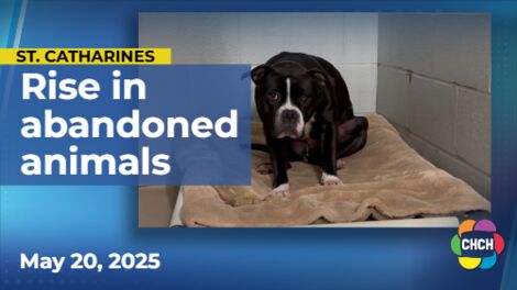Niagara pet shelter reports over 900 animals abandoned so far in 2025