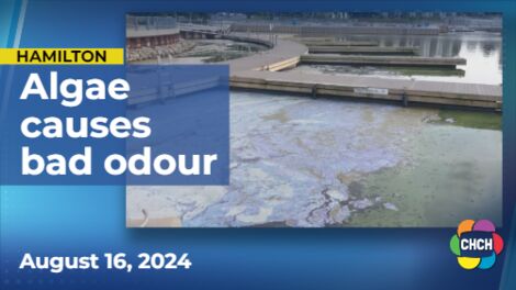 Large blue-green algae blooms plague waters in Hamilton, Burlington