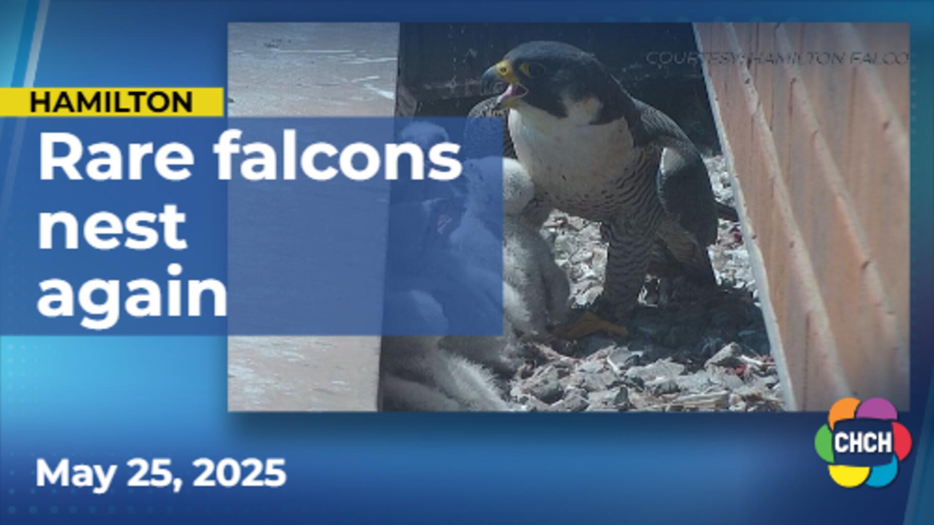 Rare falcons nest again in downtown Hamilton