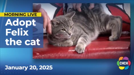 Meet Felix, who is up for adoption at the Hamilton Burlington SPCA