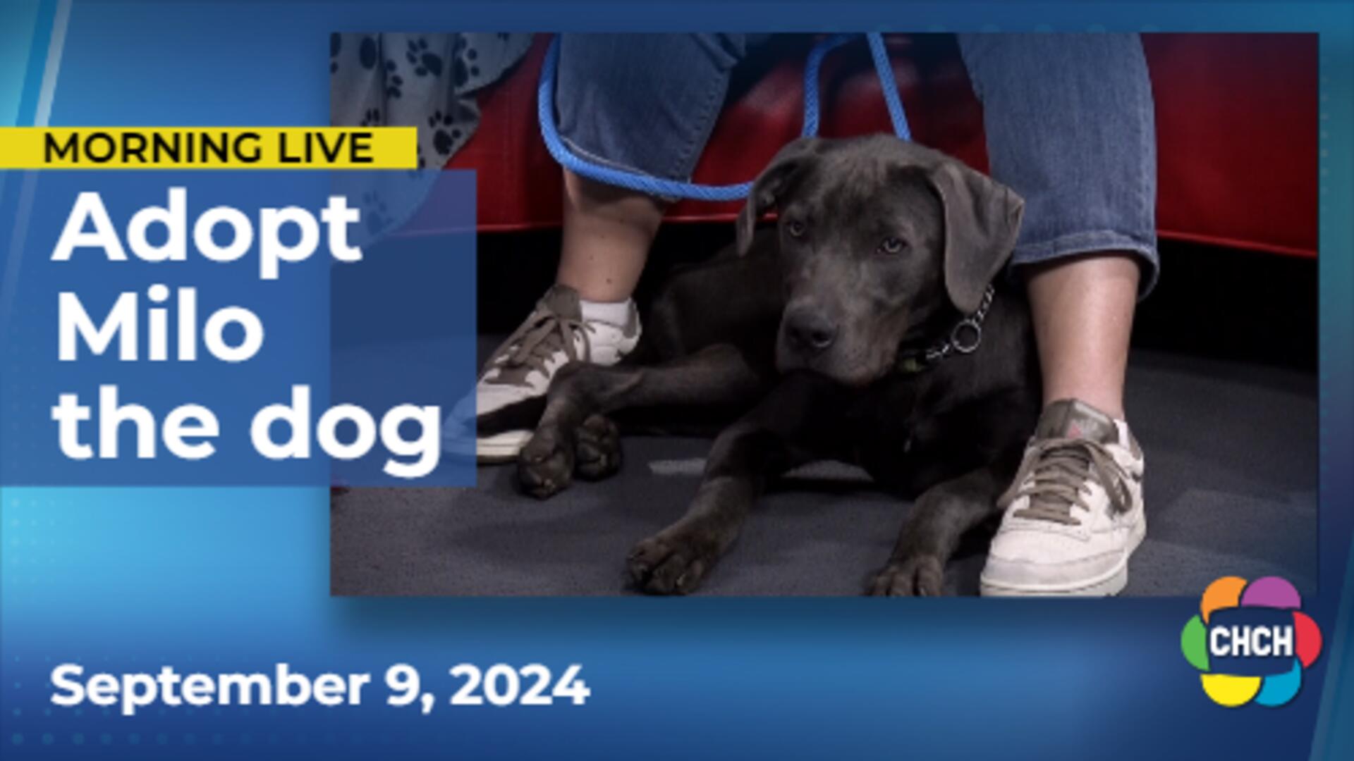 Meet Milo an adorable, adoptable dog from the Humane Society of Greater Niagara