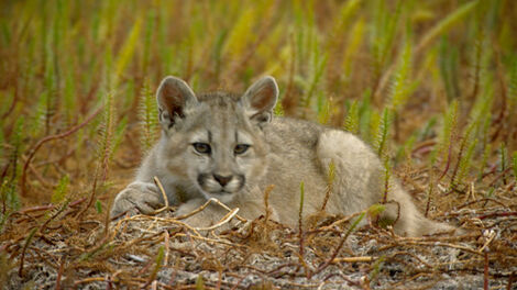 S1E006 A Year in the Wild