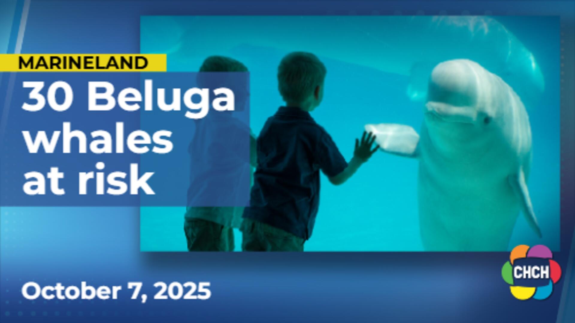 The fate of Marineland’s 30 beluga whales remains uncertain