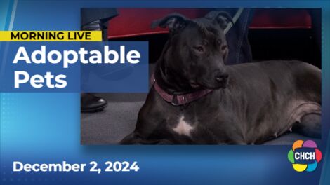 Meet Adelaide, who is up for adoption at the Humane Society of Greater Niagara