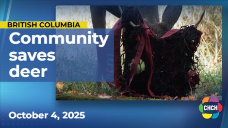 Deer saved after getting tangled in tennis net