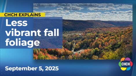 Drought-stressed forests could mean less vibrant fall foliage this year