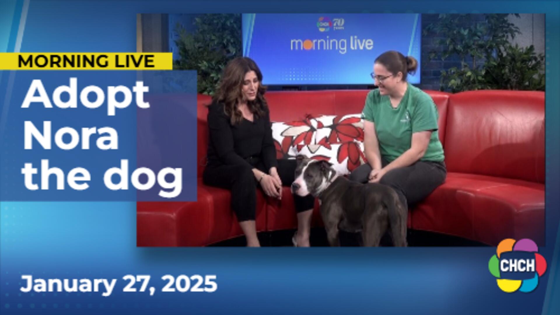 Meet Nora, who is up for adoption at the Humane Society of Greater Niagara