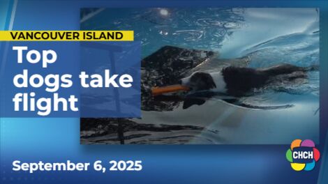 Top dogs take flight in Vancouver Island dock diving contest